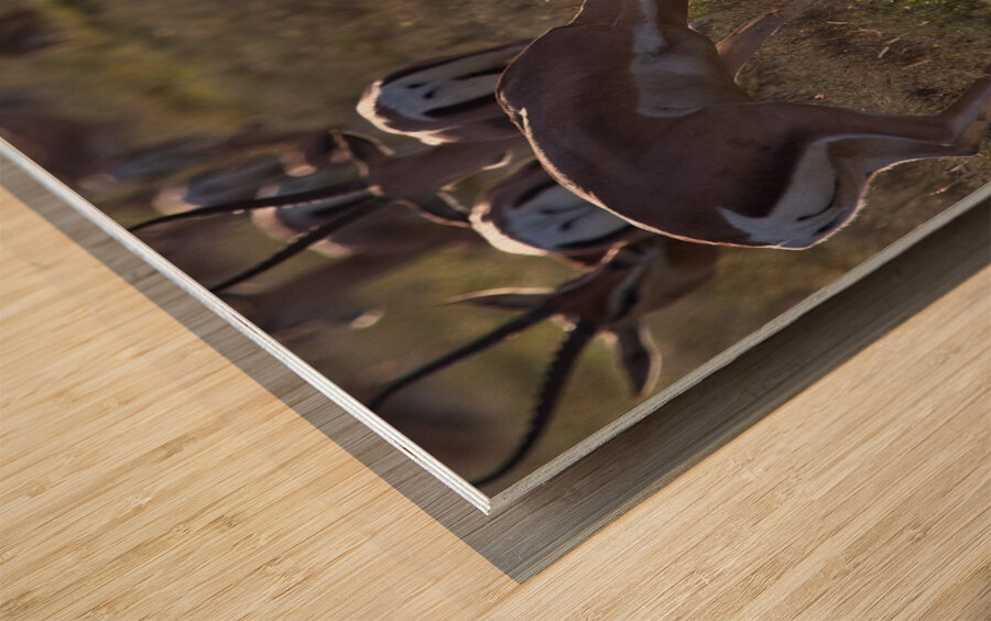 Impala Clash Wood print