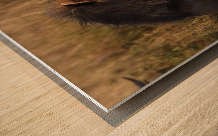 Lion in Evening Light Wood print