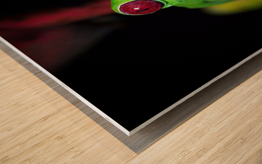 Red-Eyed Tree Frog Wood print