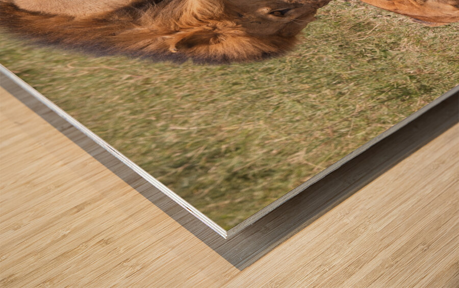 The Lions Claim Wood print