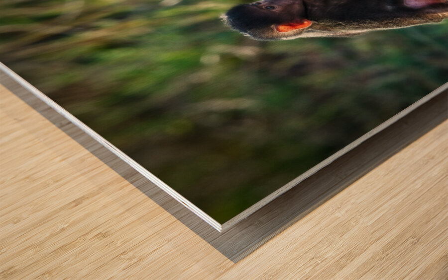 Little Leader Wood print