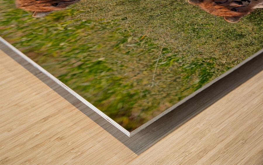 Cheetah Siblings at Rest Wood print