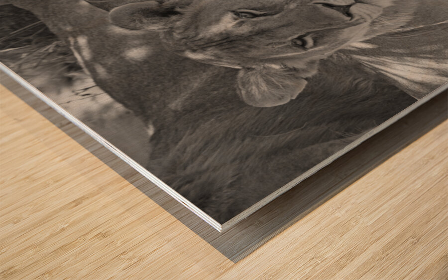 Sisters of the Savannah Wood print