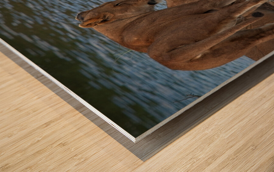 Waterfront Curiosity Wood print