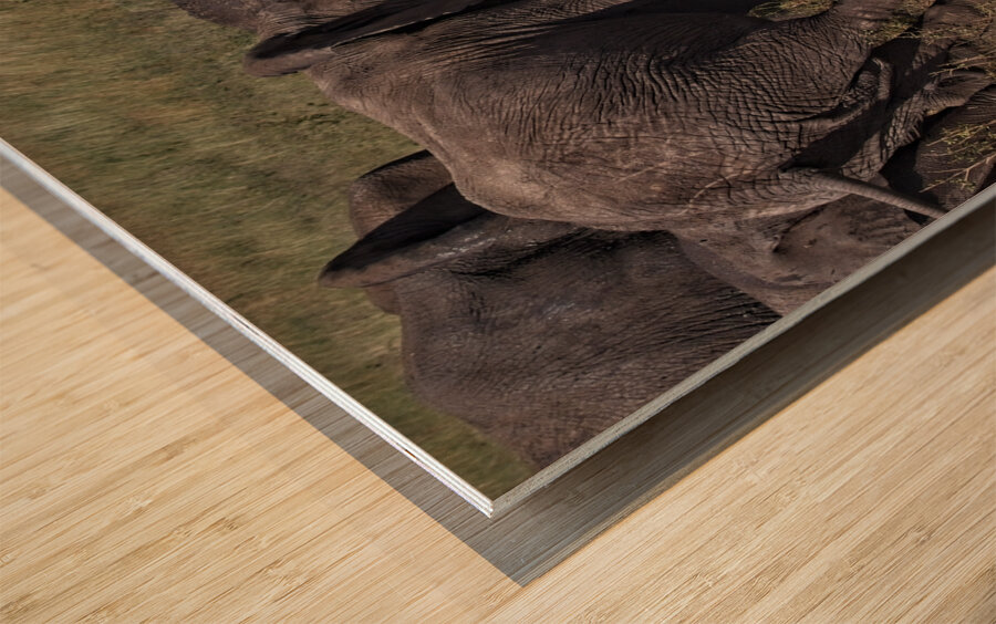 Mud Bath Joy Wood print