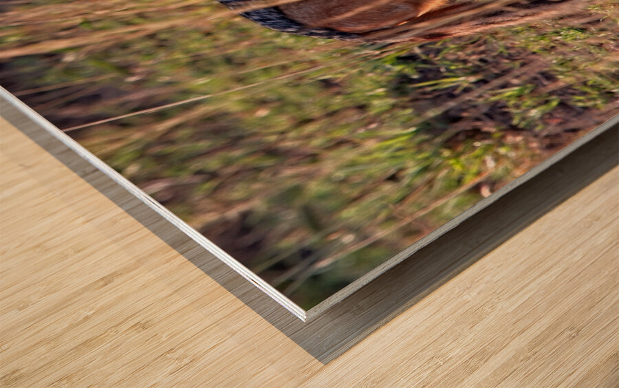 Silent Watcher of the Plains Wood print