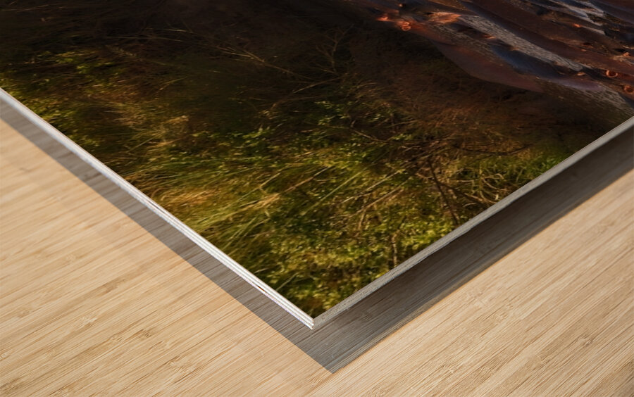 The Hippo Crowd Wood print