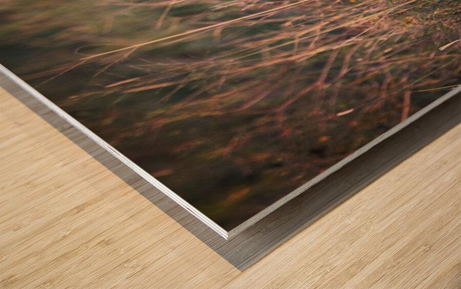 Evening Scout Wood print