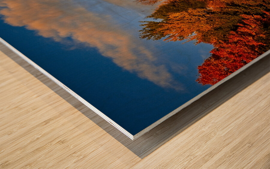 Golden Hour in the Treetops Wood print