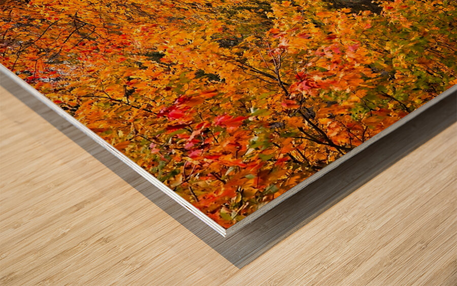 Pathway to Autumn Wood print